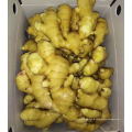 China yellow ginger factory offer, new crop fresh ginger export 2021